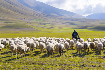 Fototapeta premium pasterz ze stadem owiec w górach Sibillini we Włoszech