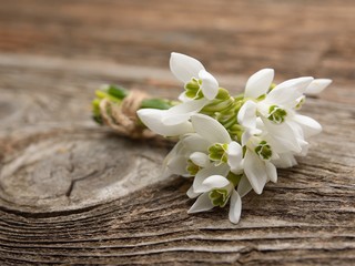 snowdrops bunch on wooden background