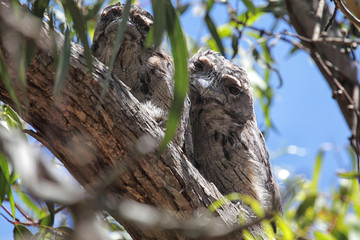 Eulenschwalme (Podargus strigoides)