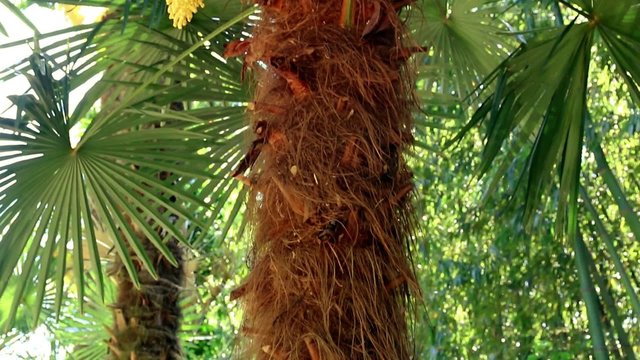 Floraison de palmier