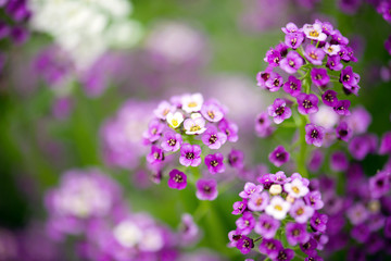 Obraz premium Alyssum Flowers