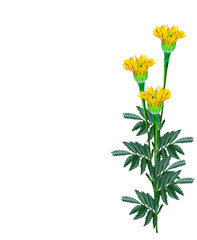 Marigold flowers isolated on white background