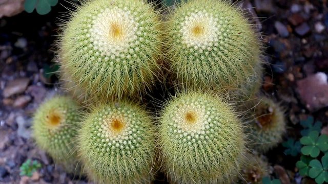Groupe de cactus &agrave; longues &eacute;pines