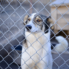 dog in shelter