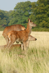 Red Deer, Deer, Cervus elaphus