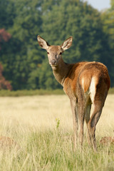 Red Deer, Deer, Cervus elaphus