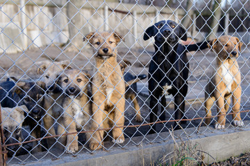dogs in shelter