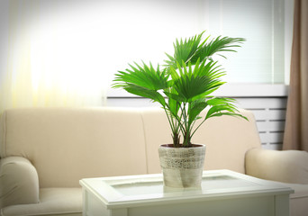 Palm tree (Livistona Rotundifolia) in flowerpot on table at home