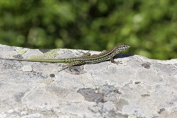 Padarcis tiliguerta, Tyrrhenische Mauereidechse (Männchen) auf Korsika, Frankreich