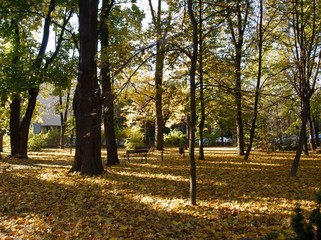 autumn scenery in park