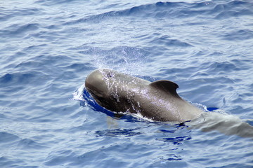 Obraz premium Delfin