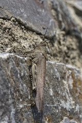 Anacridium aegypticum, Ägyptische Wanderheuschrecke (Feldheuschrecke) auf Korsika