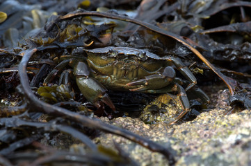 Green Shore Crab (Carcinus Maenus)/Common Crab on seaweed and barnacle encrusted rock