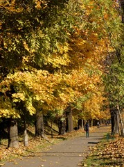 Naklejka premium autumn scenery in park