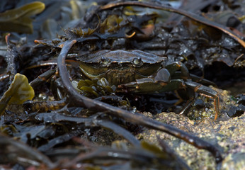 Obraz premium Green Shore Crab (Carcinus Maenus)/Common Crab on seaweed and barnacle encrusted rock