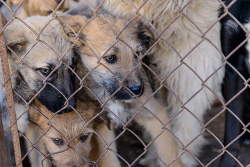 dogs in shelter