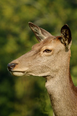 Obraz premium Red Deer, Deer, Cervus elaphus