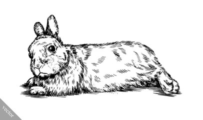 brush painting ink draw isolated rabbit illustration