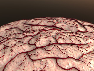 Capillary, brain surface, circulatory system, blood vessel, brain model