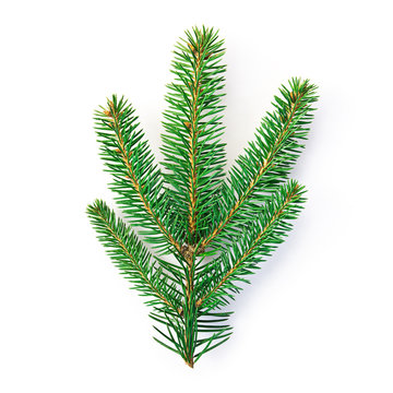 fir twig isolated with CLIPPING PATH included