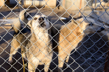 dogs in shelter