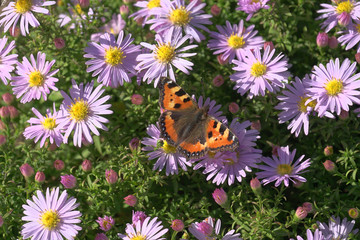 asters