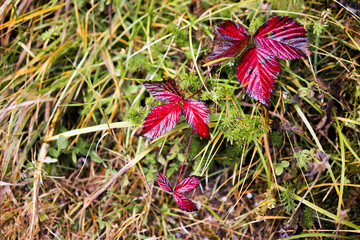 Red Leaves Growing in Tangled Grass