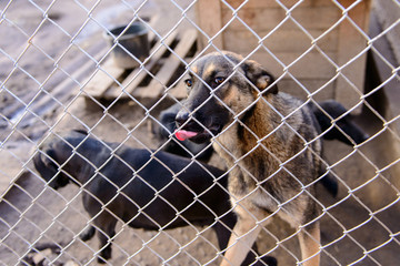 dogs in shelter