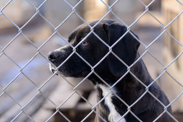 dog in shelter
