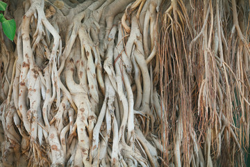 Roots of ficus giant, is found in South-East Asia