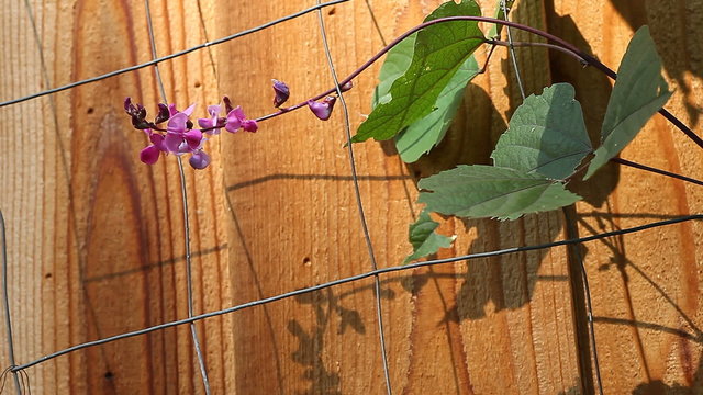 pink flowers of a hyacinth bean plant on a wire trellis against a fence in late summer