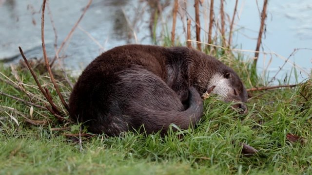 otter sleeping
