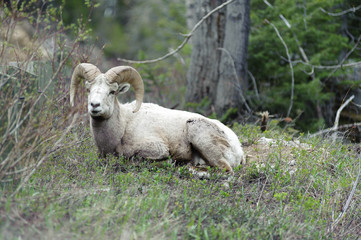 Obraz premium bighorn sheep in the fields