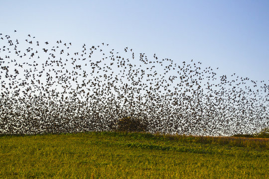 stormo di uccelli