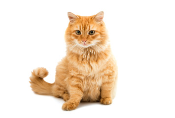 Obraz premium red cat