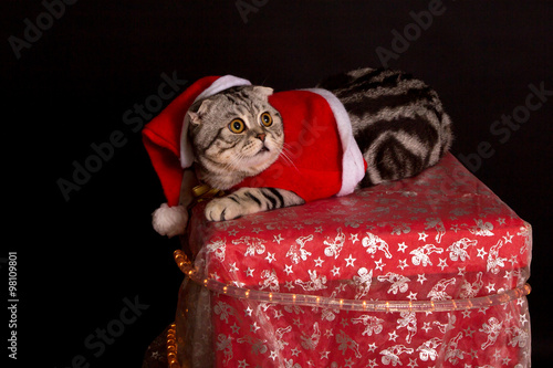 Cat In A Suit Of Santa Claus British Shorthair Kitten Stock