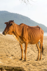 Cow at Agonda beach in Goa, India