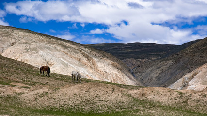 Krajobraz gór z parą himalajskich koni