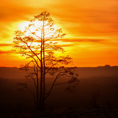 Naklejka na ściany i meble Old tree against the sky with sunset