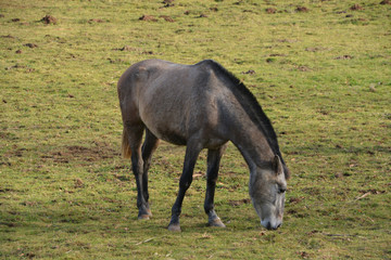 Obraz na płótnie Canvas caballo pastando en un prado verde