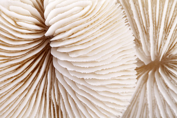 background of seashells of Fungia  , close up