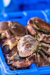 Raw whole crabs on ice. The market scene