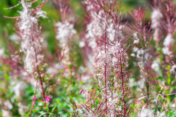 Fluffy pink fireweed flowers