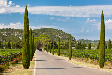 Cypresses alley through vineyards