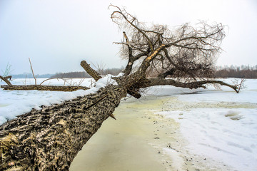 Tree lying down in winter