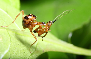grasshopper in the green garden