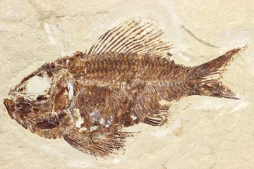 Pseudoberyx Fischfossilie aus dem Libanon