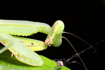 grasshopper in the green garden