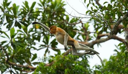 The proboscis monkey is jumping from tree to tree in the jungle. Indonesia. The island of Borneo (Kalimantan). An excellent illustration.