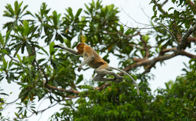 The proboscis monkey is jumping from tree to tree in the jungle. Indonesia. The island of Borneo (Kalimantan). An excellent illustration.
